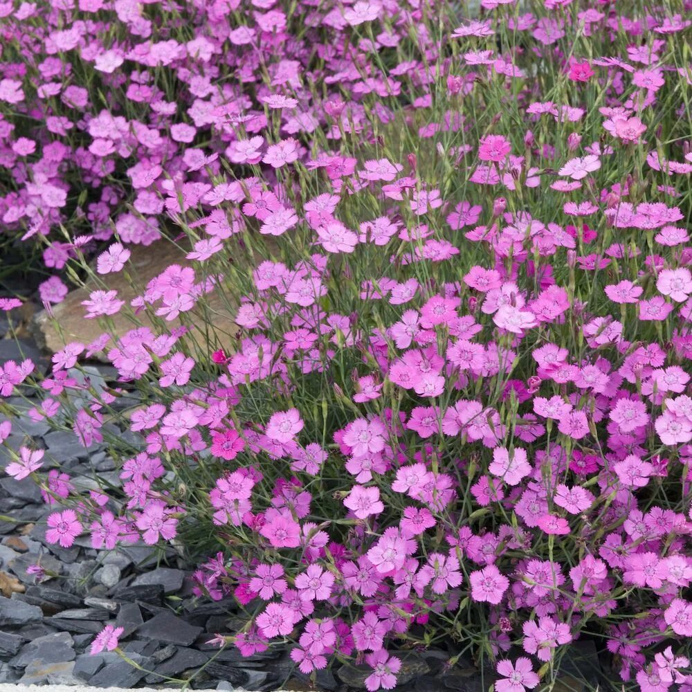 Гвоздика травянка. Гвоздика дельтовидная (Dianthus deltoides). Гвоздика травянка Shrimp. Гвоздика травянка rosea. Гвоздика травянка посадка и уход