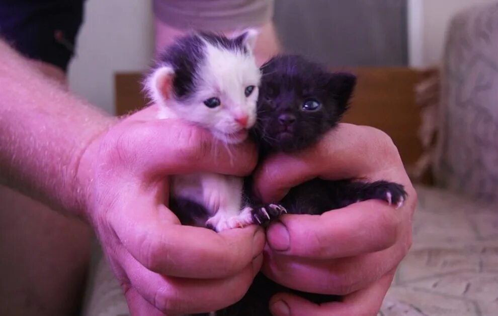 Алиса включи кошек. Кошки маленькие. Маленькая котенок. Самые маленькие кошки. Маленькие котята вообще малюсенькие.