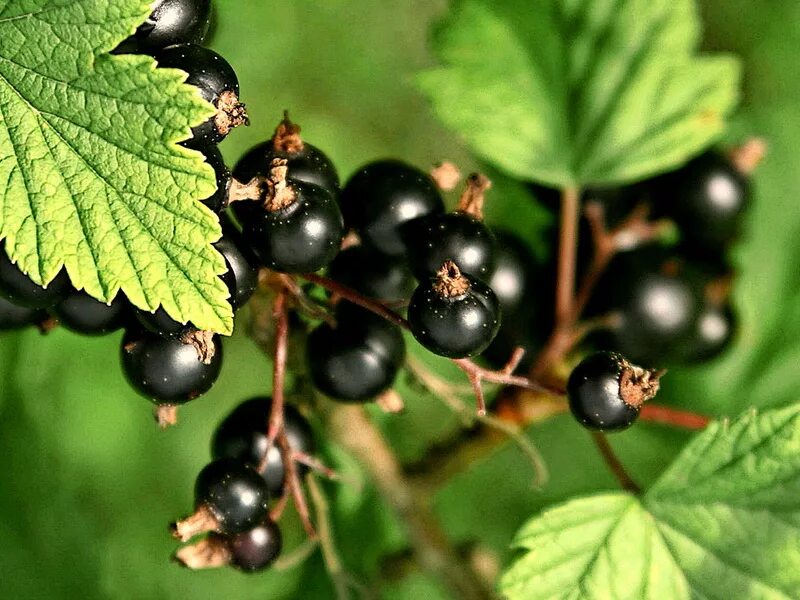 Сорт смородины чаровница. Смородина черная чаровница. Смородина (ribes). Что такое смородина