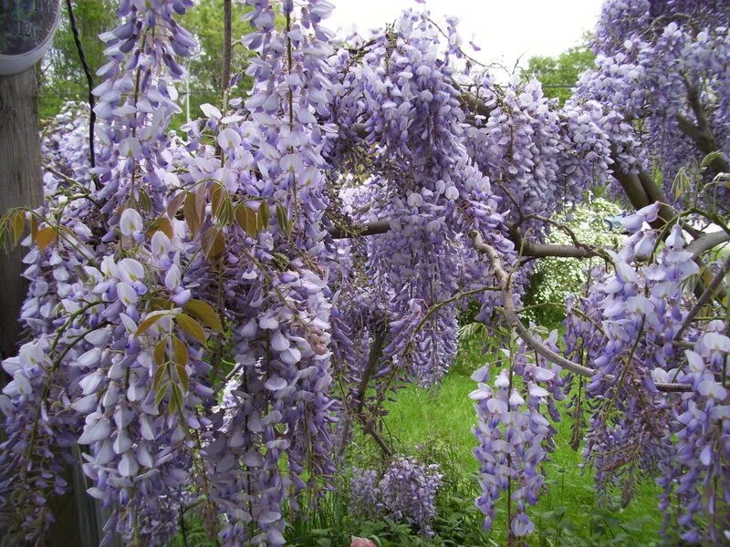 Глициния Wisteria sinensis. Глициния китайская Вистерия Синенсис. Глициния китайская морозостойкая. Глициния сиреневая "китайская" (Chinese) (обильноцветущая).