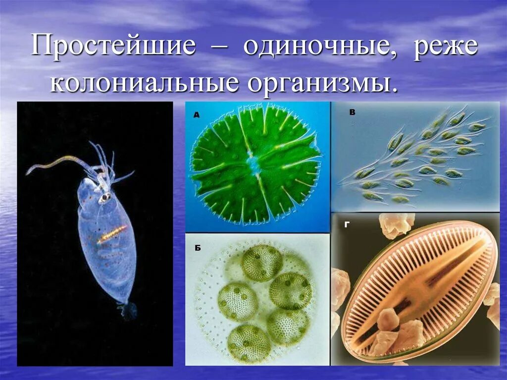 Почему простейшие живые