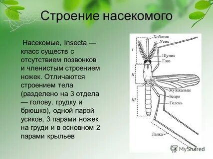 Строение комара