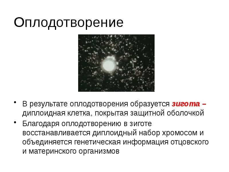 В результате чего образуется. В результате оплодотворения образуется. презентация на тему оплодотворение. результат оплодотворения зигота. в результате оплодотворения образуется зигота в которой образуется.