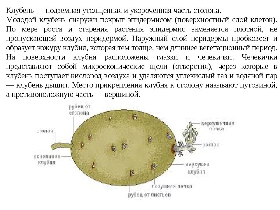 Строение клетки клубня картофеля. Строение клубня картофеля. Строение клубня картошки. Клубень картофеля в разрезе. Клубень картофеля и ус садовой земляники