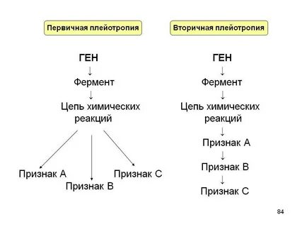 Плейотропия