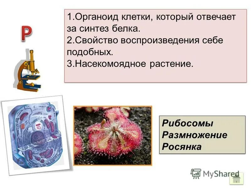 Органоиды отвечают за синтез белка. Органоиды отвечают за синтез белка. Гладкая эндоплазматическая сеть органоид. Эндоплазматическая сеть функции биосинтез белка. Строение и функции клеточных структур рибосом.