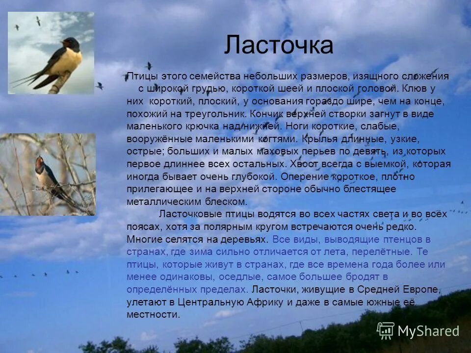 Сообщение на тему птицы 3 класс. Презентация птицы 1 класс. Сообщение на тему птицы 3 класс. Птицы для презентации. Проект про любую птицу.