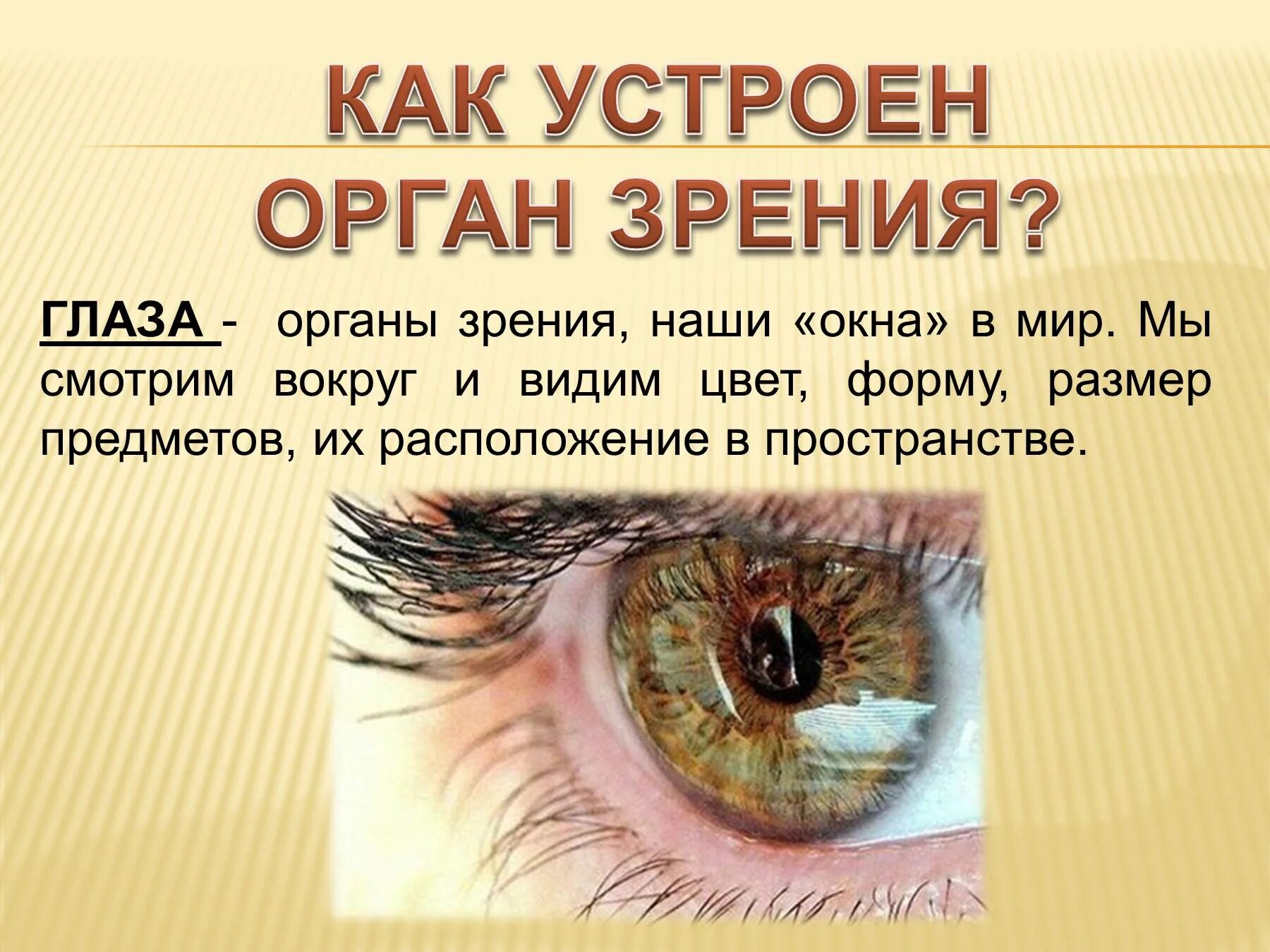 Тест по теме органы зрения. Орган зрения презентация. Презентация на тему зрение человека. Презентация на тему органы зрения. Органы чувств глаза.