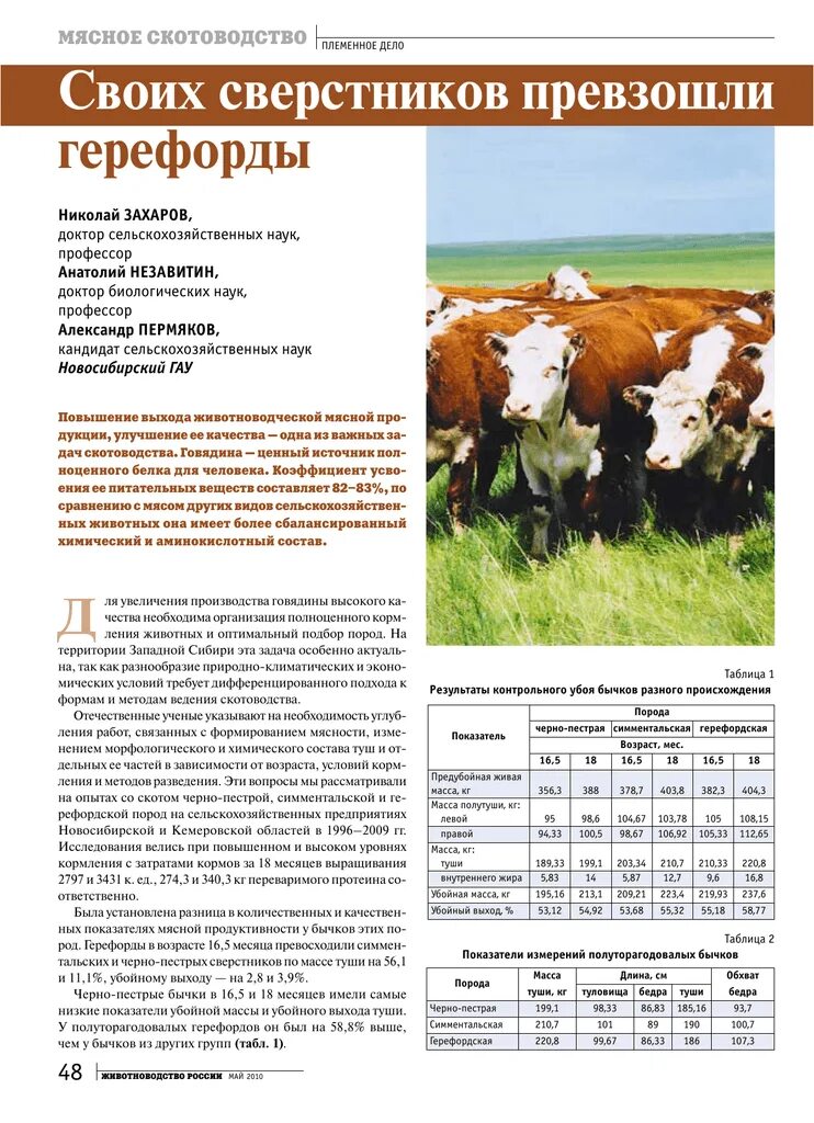 Герефорд. Мясная продуктивность КРС. Герефорд таблица веса. Герефорд бычки выход мяса.