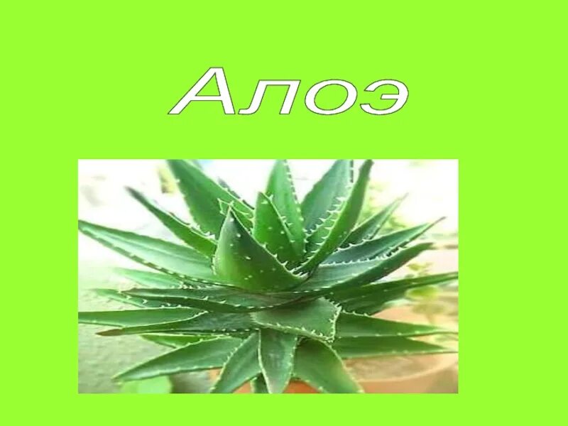 Алоэ слово. Алоэ презентация. проект про алоэ. алоэ с надписью. звук э алоэ.