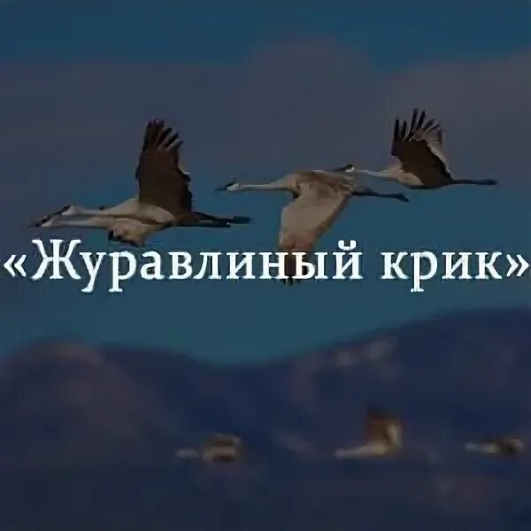 Крик печальный журавлиный. Птицы готовятся к отлету в теплые края. Крик печальный журавлиный. Крик печальный журавлиный. Журавлиный крик кратко.