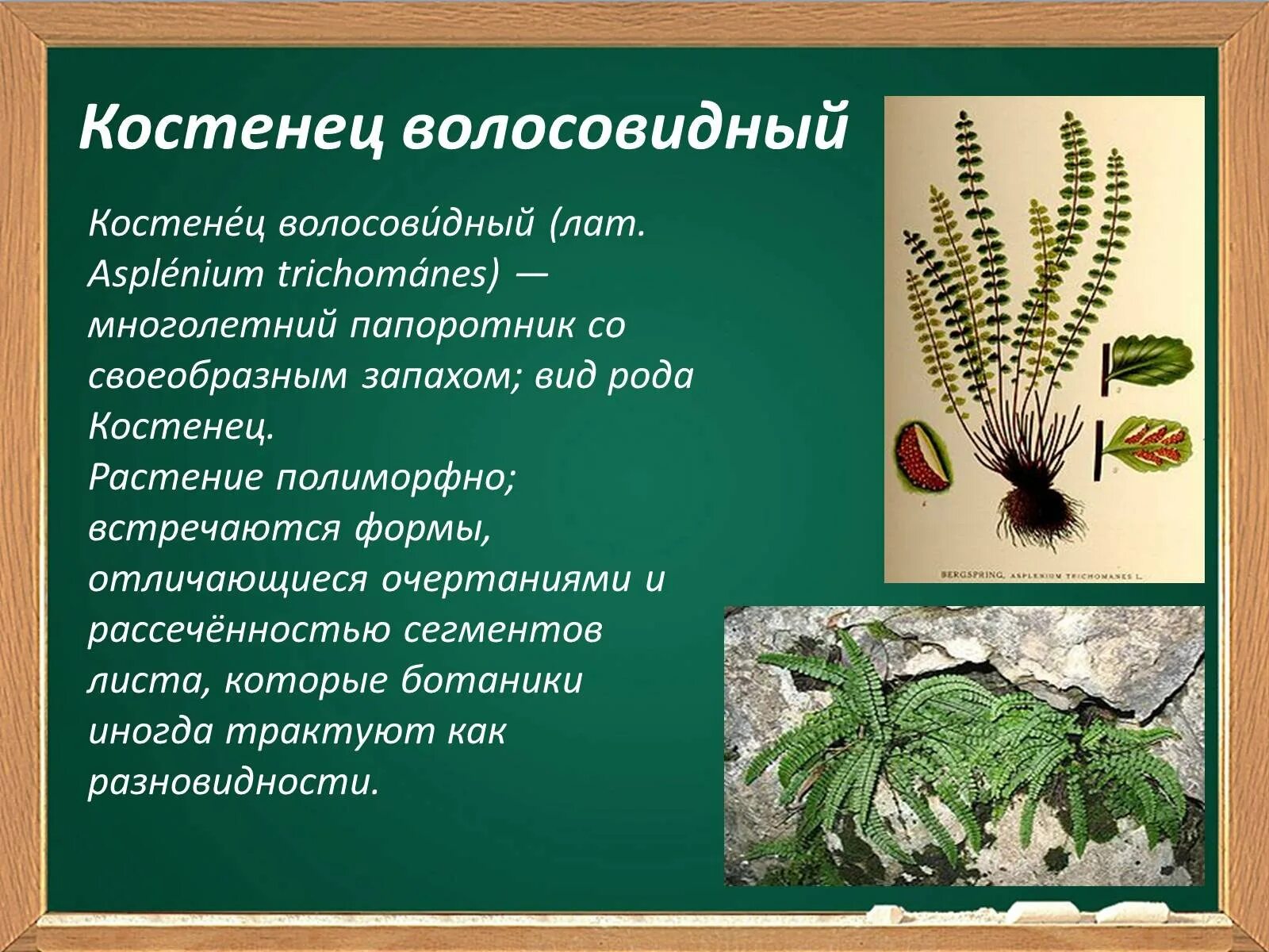 Примеры папоротниковых растений. Папоротник Костенец волосовидный. Костенец волосовидный декоративные папоротники. Папоротник Костенец зеленый. Асплениум волосовидный (Костенец)..