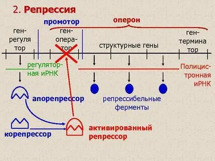 Репрессия транскрипции