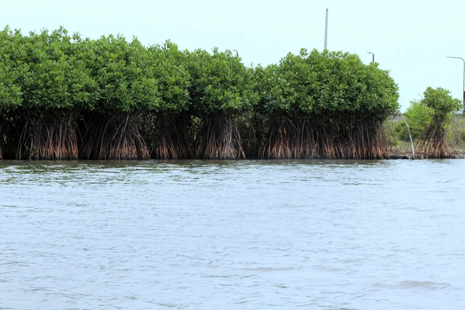 Где найти мангровое дерево