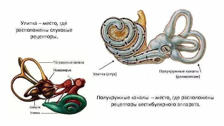 Рецепторы находятся в среднем ухе. Строение слуховых рецепторов улитки. Строение уха рецепторы улитки. Где расположены рецепторы слухового анализатора. Рецепторный аппарат органа слуха.