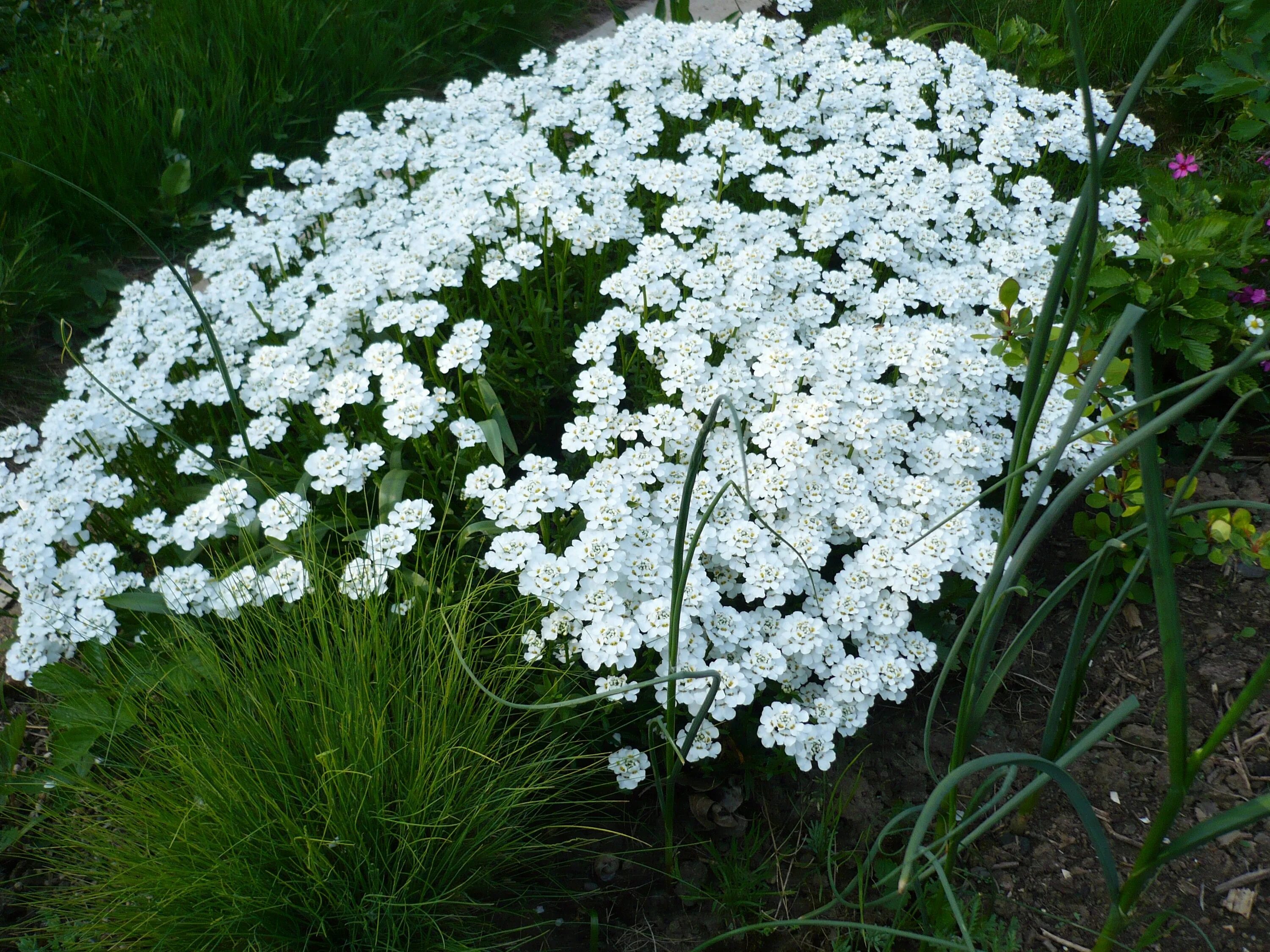 Названия белых многолетних цветов. Иберис многолетний. Иберис и колокольчик. Тысячелистник серебристый почвопокровный. Иберис в саду.