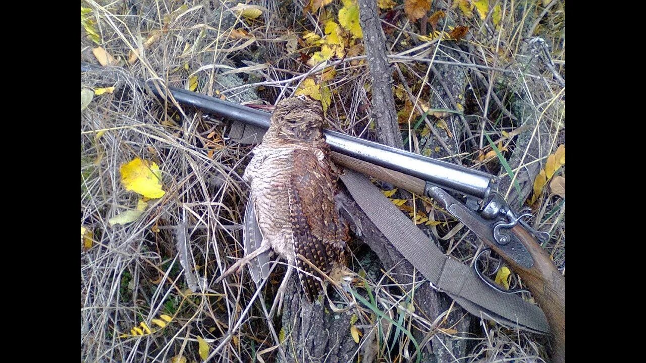 Зов вальдшнепа. Вальдшнепа охота на вальдшнепа.