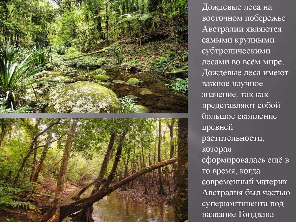 Географическое положение влажных лесов в австралии. Дождевые леса восточного побережья австралии. тропический дождевой лес австралии. тропические леса восточного побережья австралии. дождевые леса тасмании.