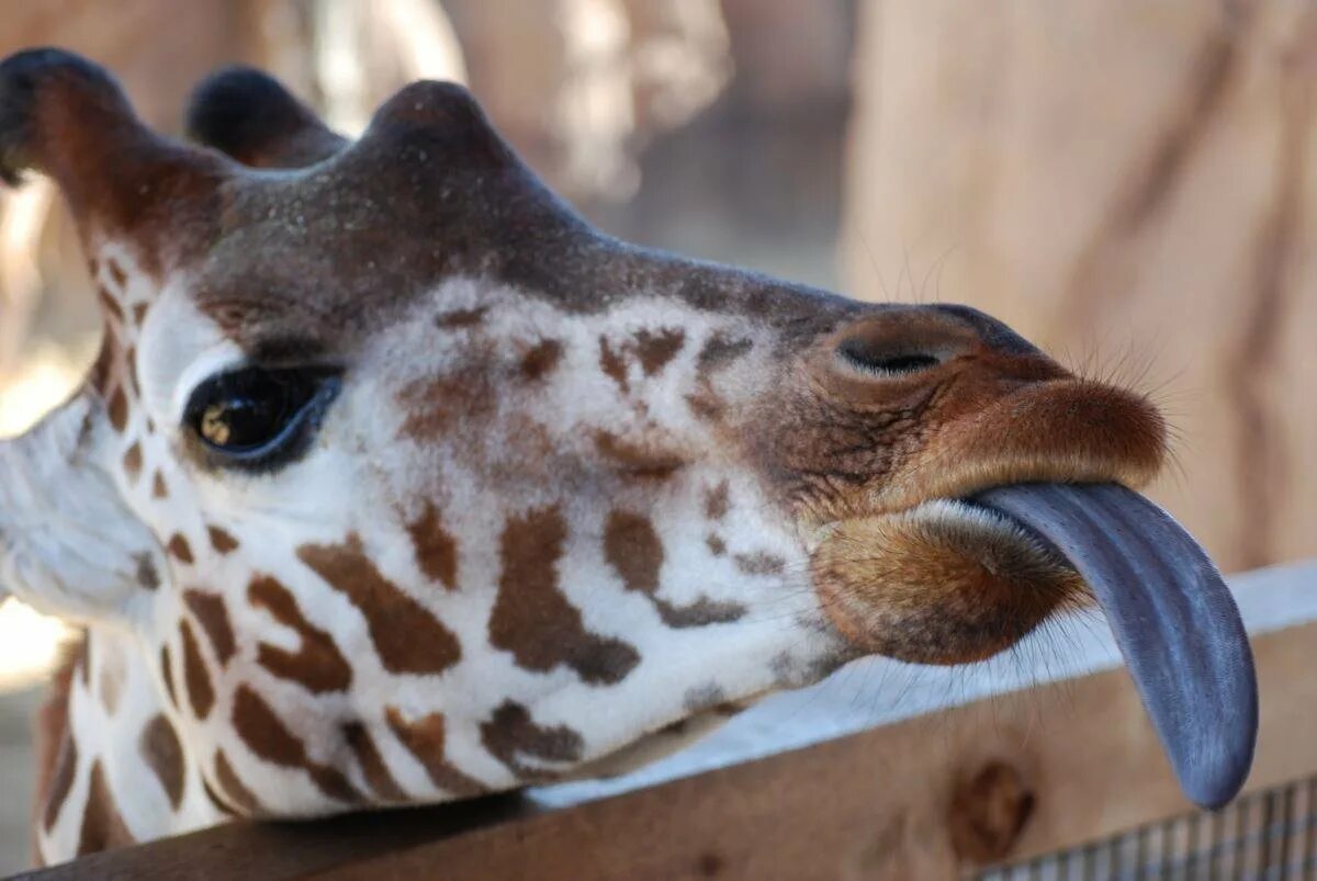 Какие животные можно показать. Язык жирафа. Язык жирафа цвет. Жираф с вытянутым языком. Жираф синий язык.