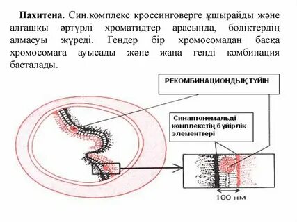 Синукомплекс
