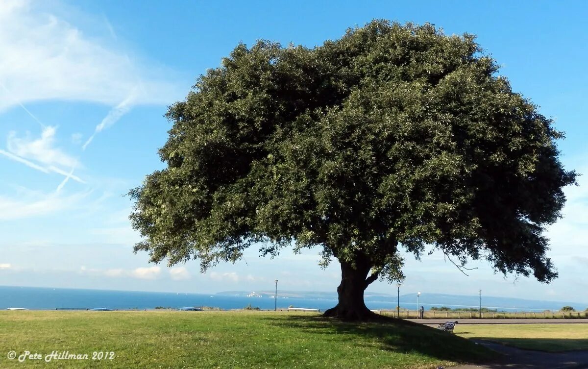 Дуб каменный вечнозеленый. Дуб каменный Quercus Ilex. Вечнозеленый дуб каменный Quercus Ilex. Каменный дуб в Средиземноморье.