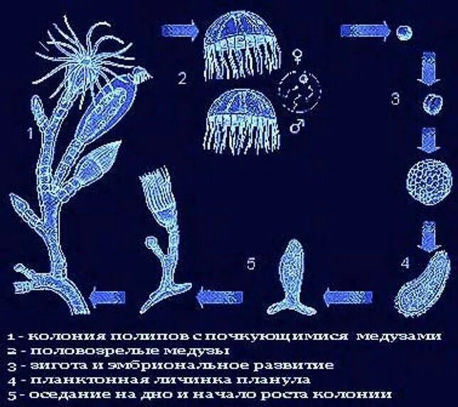 жизненный цикл кораллов полипов