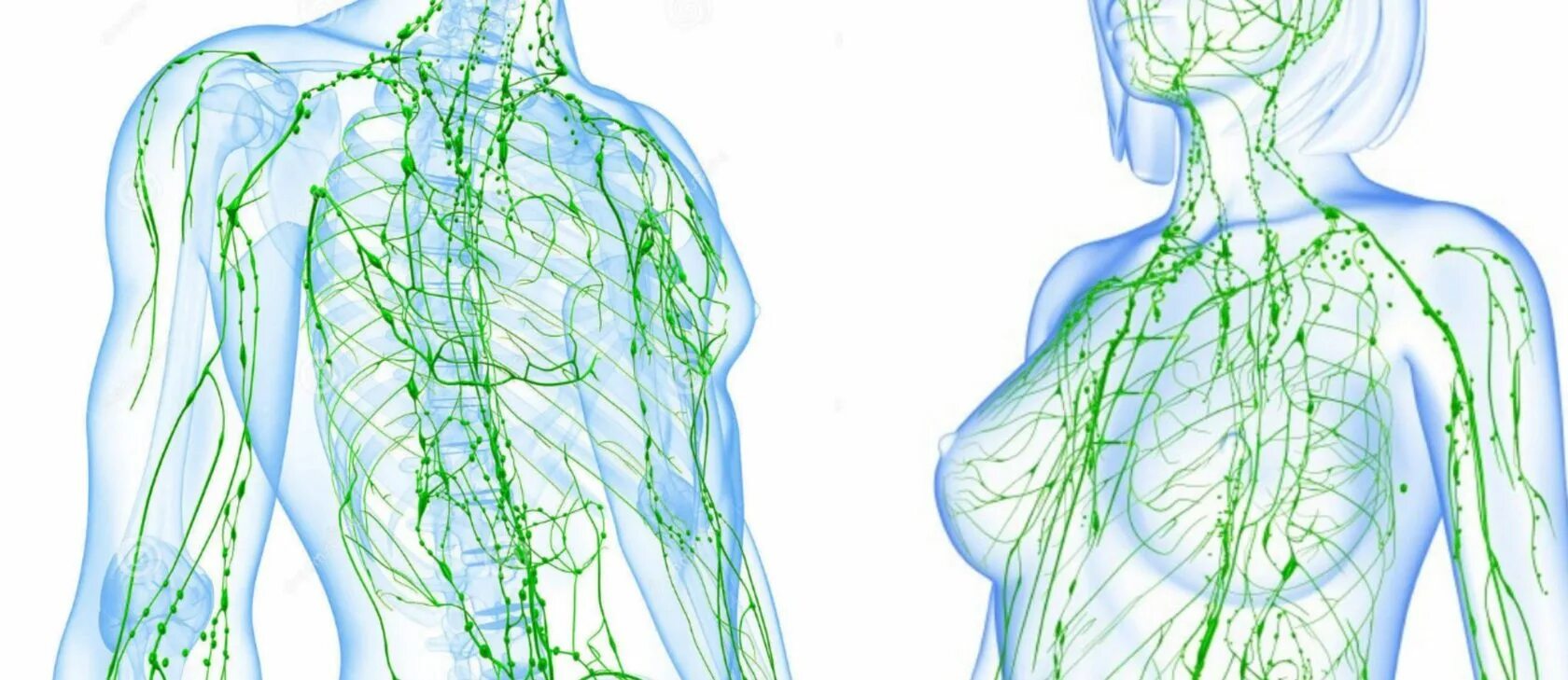 Как выглядит лимфа. Лимфатическая система руки. лимфатическая система человека схема движения лимфы. кровеносная и лимфатическая системы. рисунок человека с лимфоузлами.