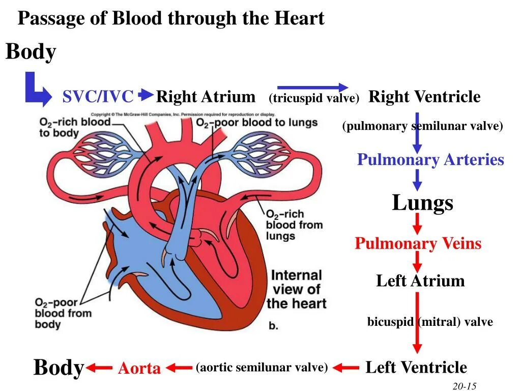 В легкие птиц поступает кровь. Left Atrium right Atrium left ventricle. Physiology of the cardiovascular System задания. Pulmonary artery and Vein.