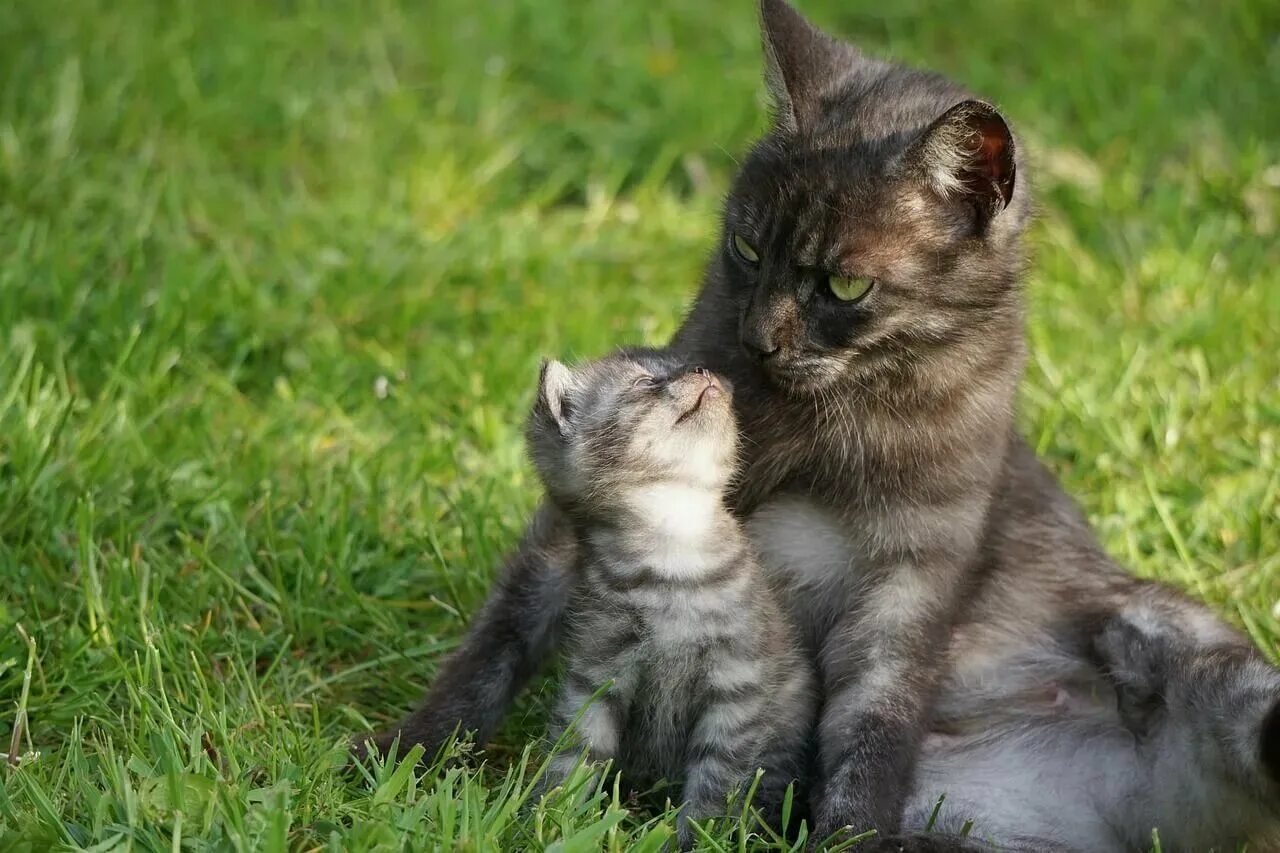Мамины коты