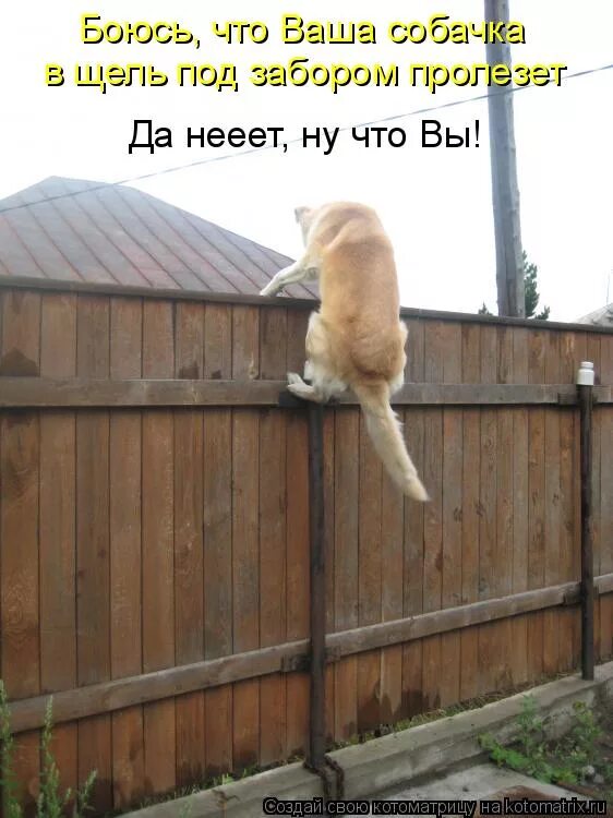 Достала собака лаем. Собака на заборе. смешные коты с надписями на даче. собака собаку через забор. злой кот на заборе.