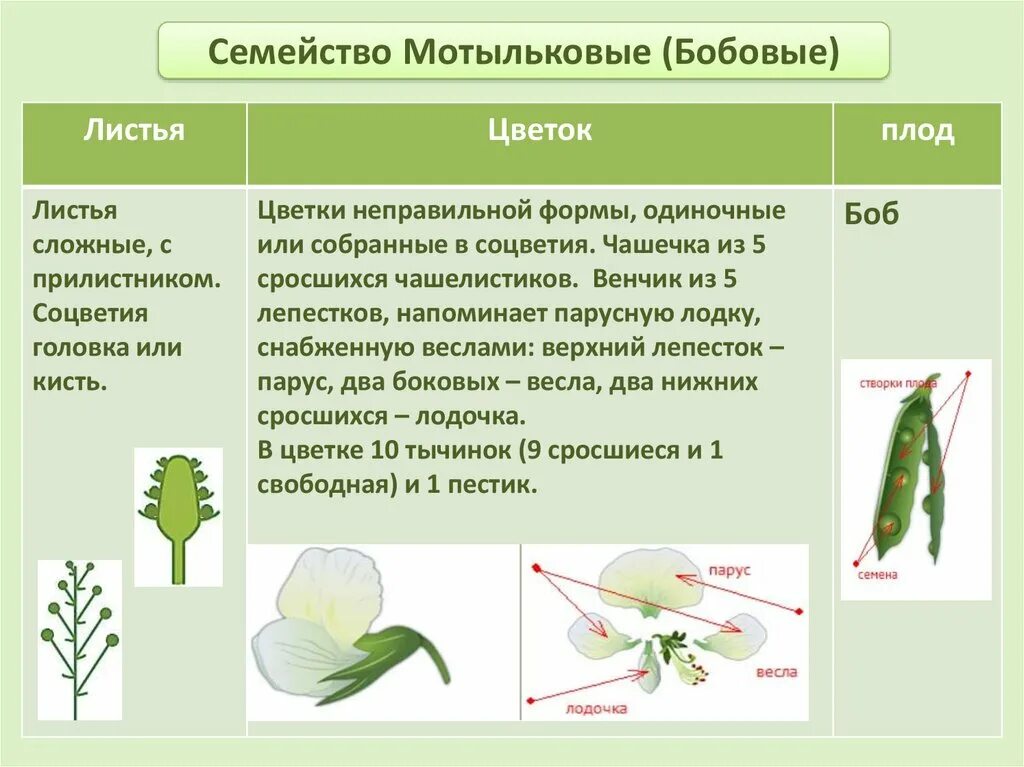 Класс двудольные семейство бобовые Мотыльковые. Формула цветка семейства бобовые 6 класс биология. Семейство Мотыльковые бобовые листья. Строение цветка семейство Мотыльковые таблица. Горох биология 6 класс