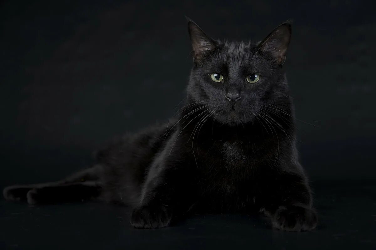 Черная картинка. Чёрный кот. Кот чо. Черные коты. Красивый черный кот.