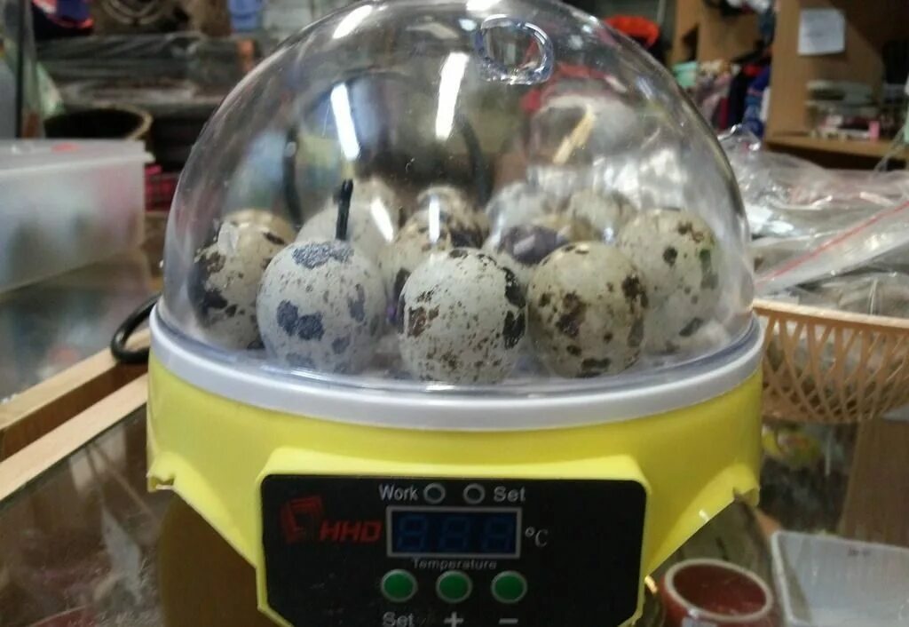 Перепела инкубация яиц. Инкубатор для перепелиных яиц. Инкубатор с яйцами перепёлок. Мини инкубатор для перепелиных яиц. Инкубатор для перепелиных яиц купить