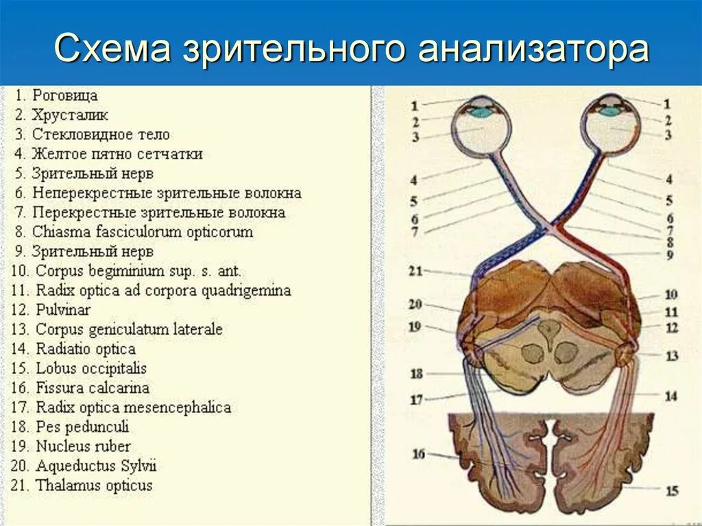 Зрительный анализатор строение анатомия. Анатомические схемы зрительного анализатора. Анализаторы зрительный анализатор строение. Строение зрительного анализатора оболочки. Проводниковым звеном зрительного анализатора является