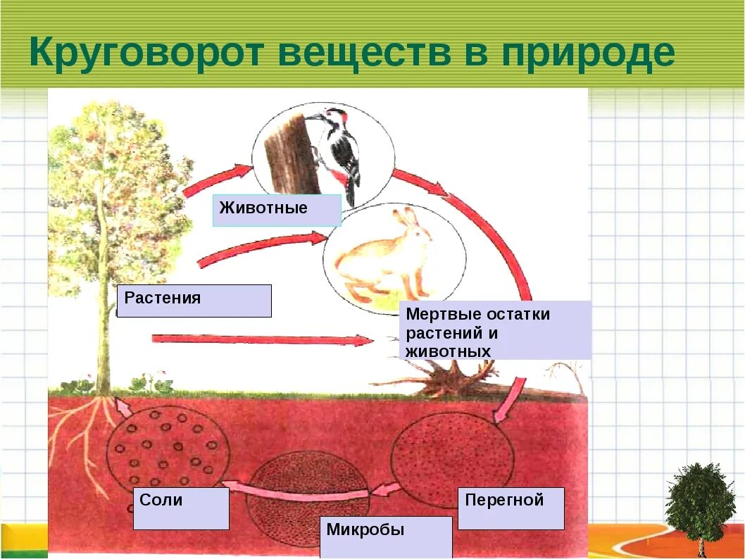 Модель демонстрирующая круговорот веществ в природе. Модель демонстрирующая круговорот веществ 3 класс. Модель круговорота веществ в природе 3 класс окружающий. Модель демонстрирующая круговорот веществ 3 класс окружающий мир.