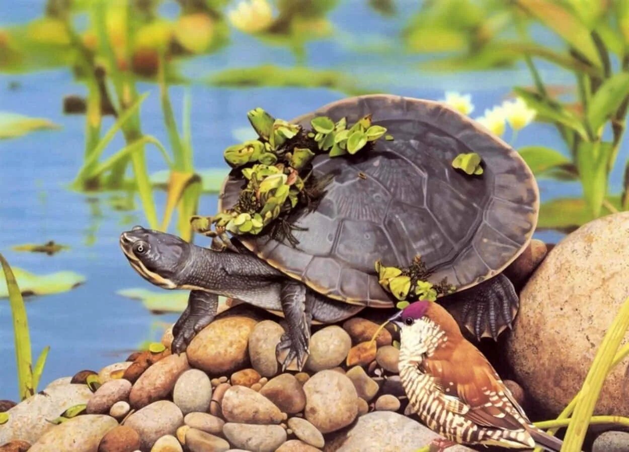 Средиземноморская Болотная черепаха. Красноухая Болотная черепаха. Прудовая черепаха. Намаквалендская черепаха.