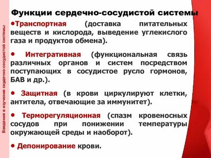 Основные функции системы кровообращения