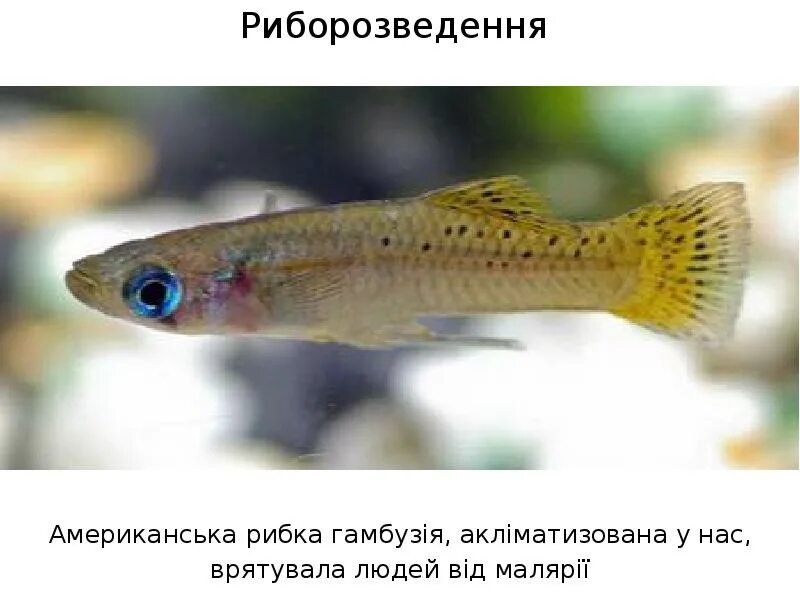 Рыба гамбузия и малярия. Гамбузия рыбка. гамбузия самец. гамбузия и гуппи. гамбузия отряд.
