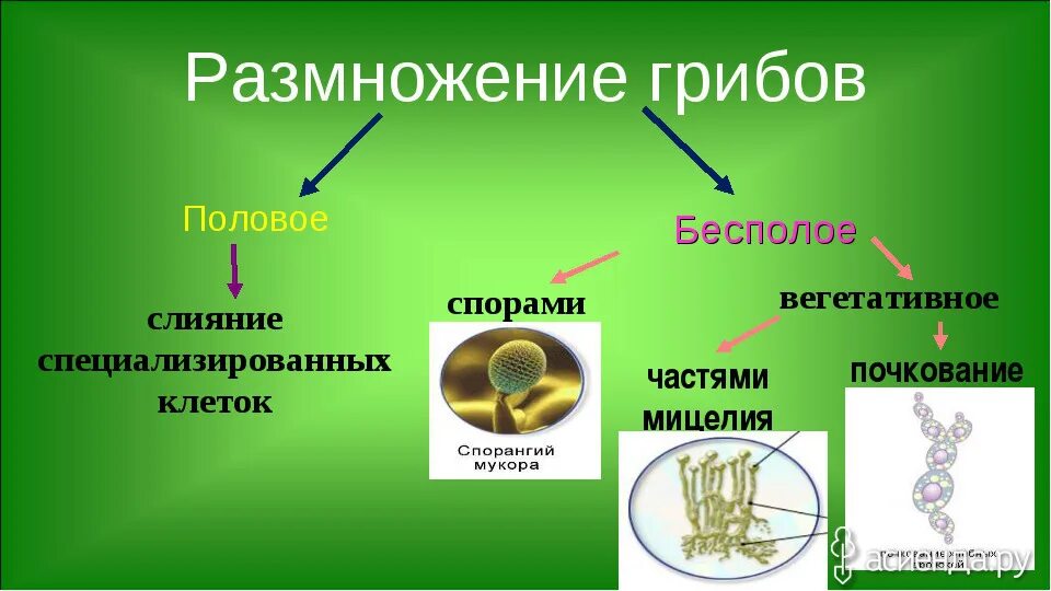 Формы бесполого размножения грибов. Схема способы размножения грибов. Перечислите способы бесполого размножения грибов. Типы размножения грибов схема. Питание клетки гриба