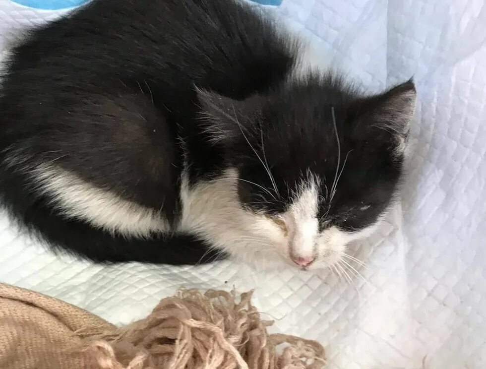 раненый кот во сне