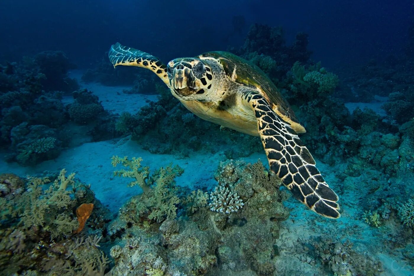 Черепаха бисса. Морская черепаха бисса. бисса каретта. eretmochelys imbricata — бисса. eretmochelys imbricata (бисса, настоящая каретта).