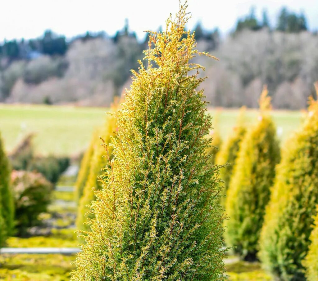 Можжевельник обыкновенный sentinel. Можжевельник обыкновенный мейер. Можжевельник обыкновенный суецика. Можжевельник обыкновенный lemon carpet. Можжевельник обыкновенный сентинел.