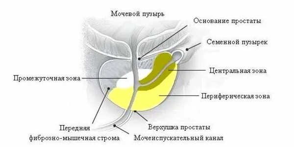 Предстательная железа функции у мужчин. Предстательная железа основание верхушка. Схема строения предстательной железы. Доли предстательной железы анатомия. Перешеек предстательной железы.