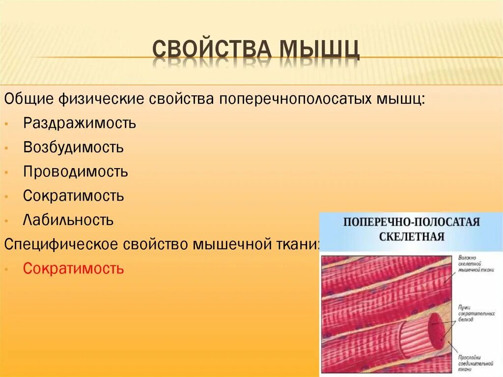 Мышечная ткань человека характеристика. Свойства поперечнополастых мышц. Характеристика поперечно полосатой скелетной мышечной ткани. Особенности строения поперечнополосатой мышечной ткани. Характеристика попоперечнополосатой мышечной ткани.