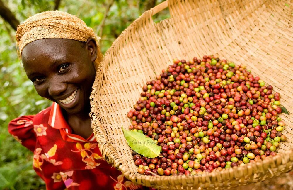 Кения плантации кофе. Кофе Арабика Эфиопия плантации. Уганда плантации кофе. Плантации кофе в Африке.