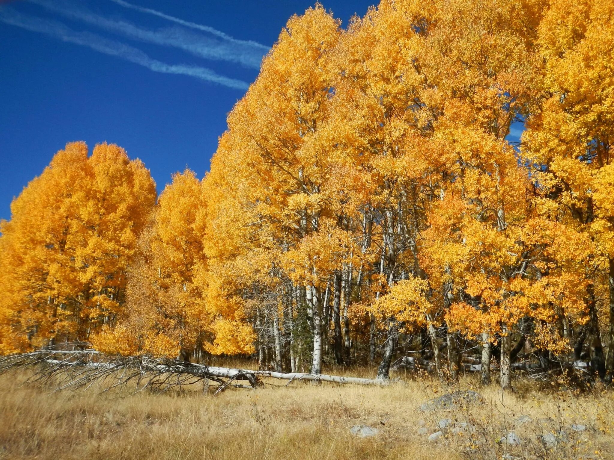 Может ли вас взволновать красота осеннего леса. Осенний лес. Золотая осень березы. Береза осенью. Береза осень.