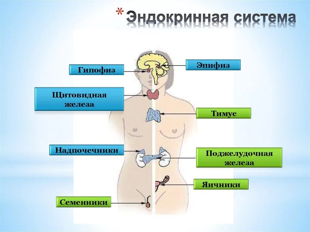 Гормоны эндокринной системы рисунок. Эндокринная система строение желез внутренней секреции. Надпочечники и щитовидная железа эндокринная система. Эндокринные железы анатомия и функции в организме.