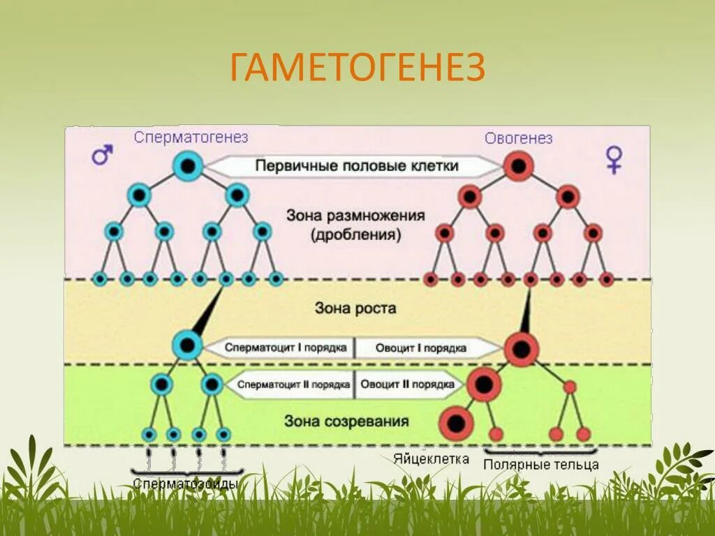 Гаметогенез Вебиум. Гаметогенез периоды гаметогенеза. Гаметогенез схема ЕГЭ. Гаметогенез растений схема.