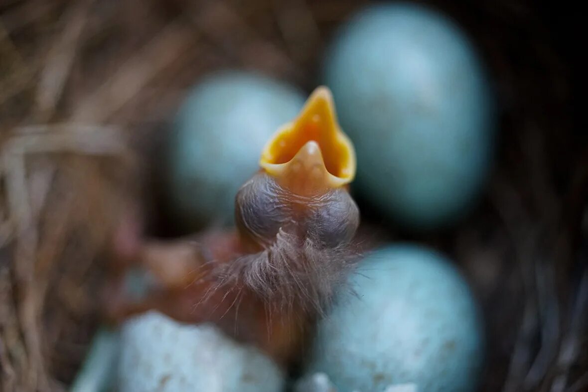 Птицы едят яйца. Птенец дрозда желторотик. Птенец дрозда новорожденный. Птенец желторотик Ласточка. Птенец дрозда слеток маленький.