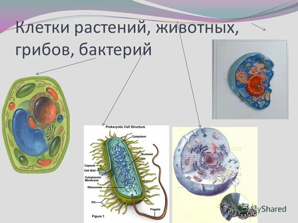 Чем отличаются бактерии от грибов и растений. Клетки растений животных грибов и бактерий. Клетки бактерий растений и животных. Клетка растения. Растительная животная грибная и бактериальная клетки.